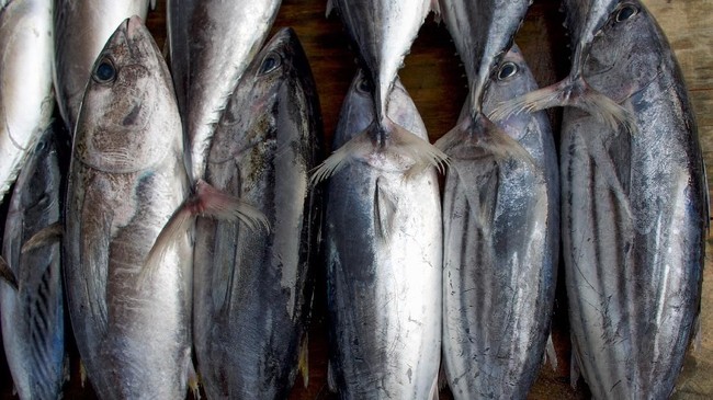Harga ikan tongkol di Aceh turun dari Rp20 ribu menjadi Rp3.000 buntut melimpahnya hasil tangkapan nelayan.
