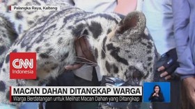 Macan Dahan Ditangkap Warga