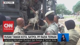 Rusak Taman Kota, Satpol PP Razia Ternak