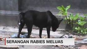 Serangan Rabies di NTB Meluas