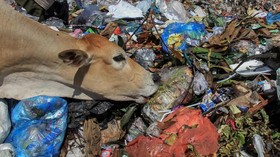 FOTO: Pemandangan Miris Sapi Pemakan Sampah
