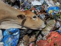 Lenguh Berat Sapi Pemakan Sampah dan Racun di Yogyakarta