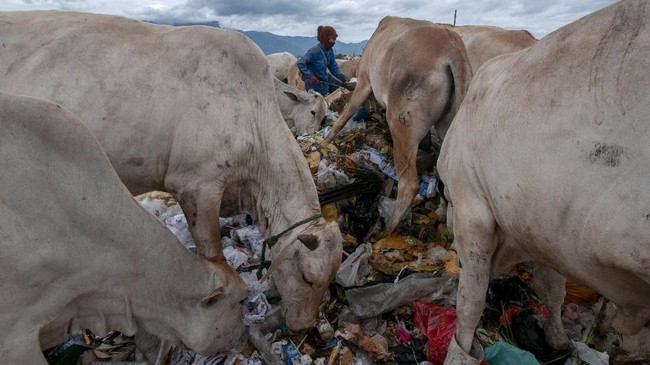 FOTO: Pemandangan Miris Sapi Pemakan Sampah