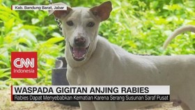 Waspada Gigitan Anjing Rabies