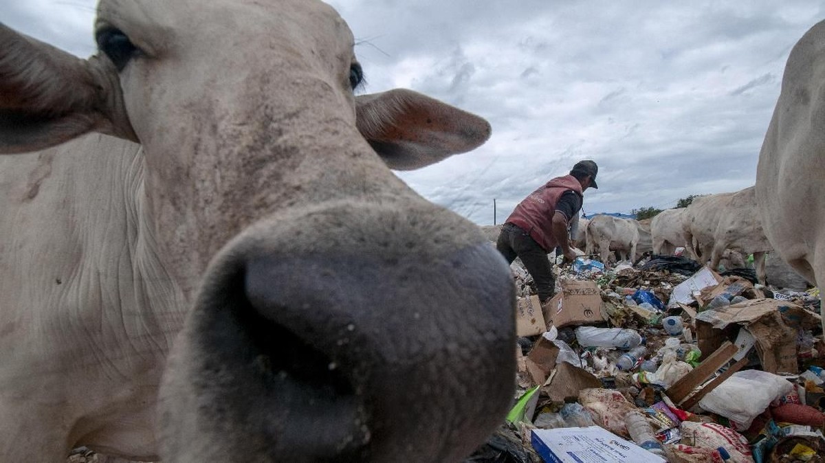 FOTO: Pemandangan Miris Sapi Pemakan Sampah
