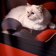 Kucing Tajir Berharta Jutaan Dollar Ini Akan Hadir di Met Gala! Ini Sosok Pemiliknya