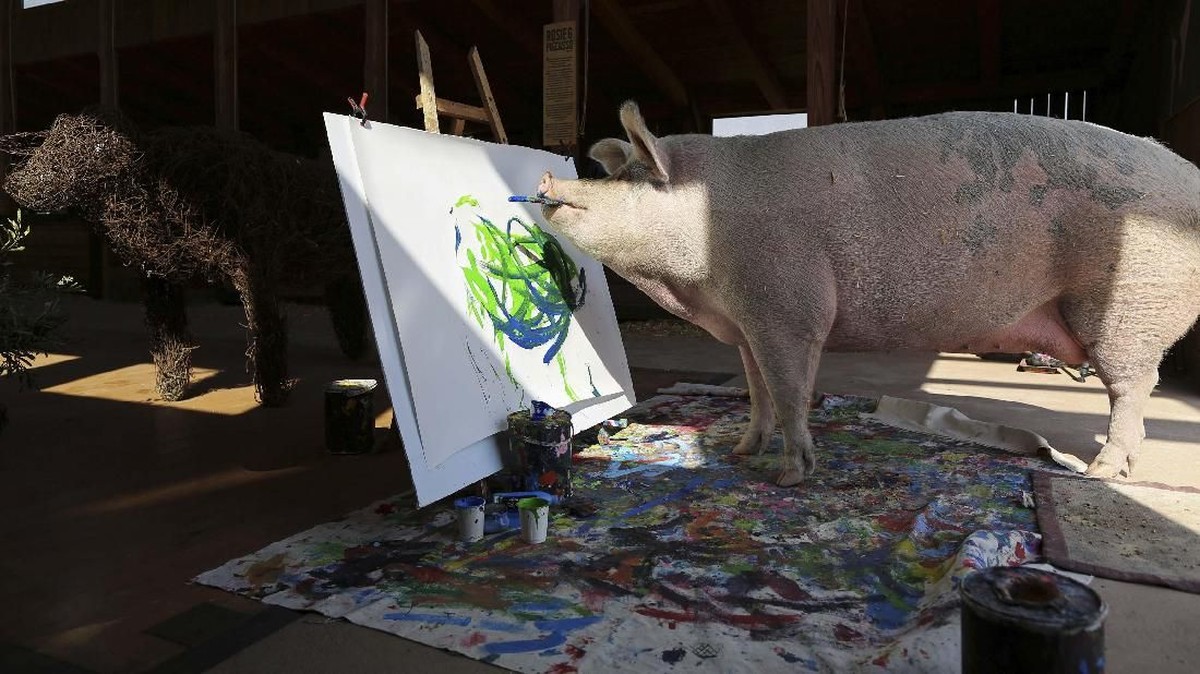 FOTO: Torehan Kuas Pigcasso, Babi Pelukis dari Afrika Selatan
