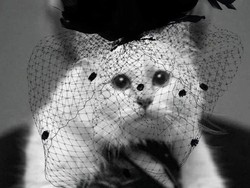 Sayang Banget, Kucing Tajir Batal Hadir di Met Gala 2023