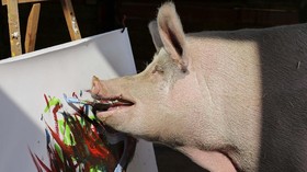 FOTO: Torehan Kuas Pigcasso, Babi Pelukis dari Afrika Selatan