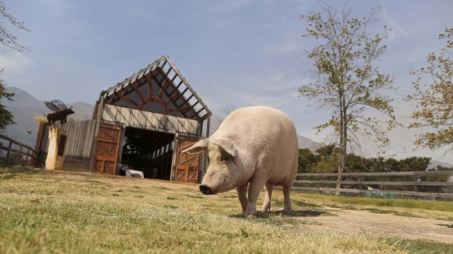 FOTO: Torehan Kuas Pigcasso, Babi Pelukis dari Afrika Selatan