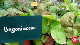Indonesia Punya 500 Jenis Tanaman Hias Begonia
