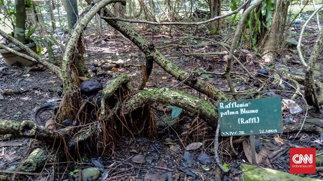 Peneliti mengingatkan ancaman kepunahan bunga Rafflesia dianggap peneliti merupakan hal yang sangat nyata.