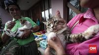 FOTO : Saat Kucing-kucing Jakarta u0027Mandulu0027