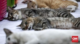 Abah Grandong Makan Kucing untuk Takuti Pedagang Kemayoran