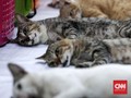 12 Tanaman Beracun Bagi Kucing