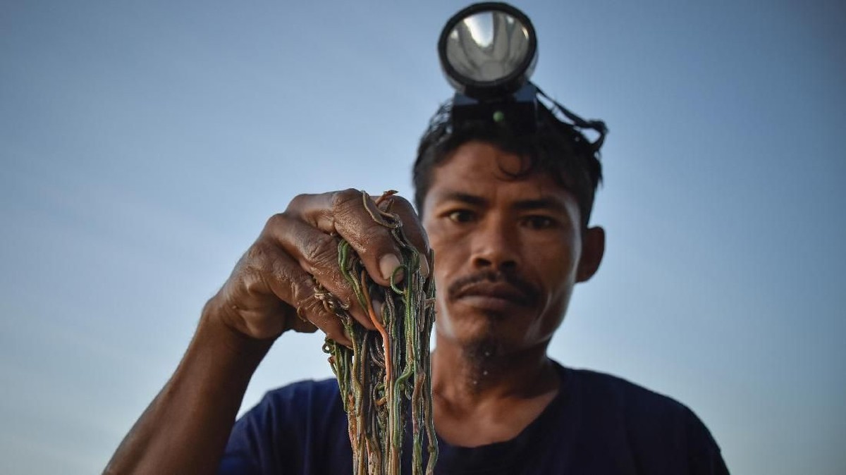 FOTO: Berharap Berkah dari Pencarian 'Nyale'