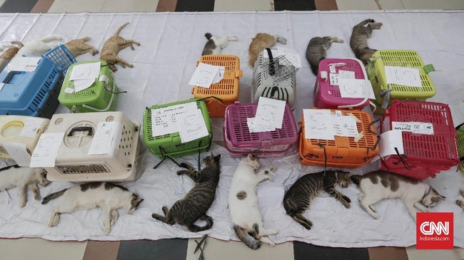 FOTO : Saat Kucing-kucing Jakarta 'Mandul'