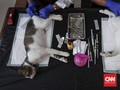 FOTO : Saat Kucing-kucing Jakarta 'Mandul'