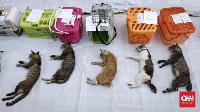 Polisi menyatakan Abah Grandong pemakan kucing di Kemayoran bisa dijerat pasal yang mengatur tentang penganiayaan hewan dengan ancaman hukuman 9 bulan penjara.