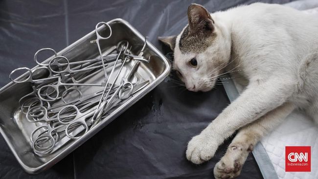 Ternyata masih banyak warga di kota besar Indonesia yang punya hobi menyiksa kucing.