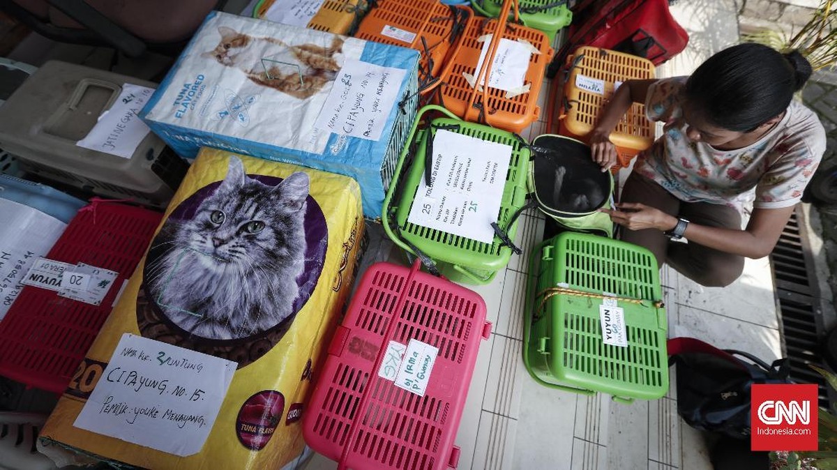 FOTO : Saat Kucing-kucing Jakarta 'Mandul'