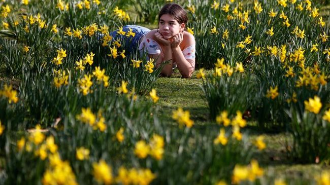 A woman relaxes among daffodils in unseasonably warm weather in St James's Park in London on February 22, 2019. (Photo by Tolga Akmen / AFP)