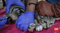 FOTO : Saat Kucing-kucing Jakarta u0027Mandulu0027