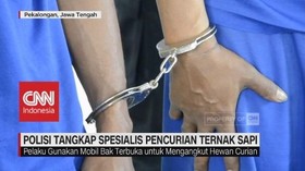 Polisi Tangkap Spesialis Pencurian Ternak Sapi