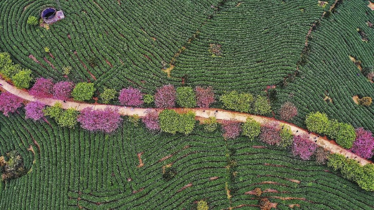 NYALANG: Elegi Para Penjaga Bumi