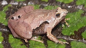 Katak Berukuran Bayi Masuk Pemukiman, Habitat Terancam