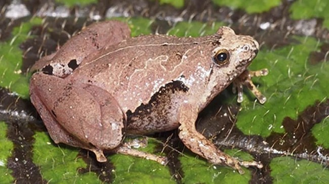 Penelitian terbaru menunjukkan bahwa spesies katak terbesar di dunia, katak Goliat membuat kolamnya sendiri untuk telur dan berudu mereka.