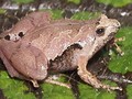 Katak Berukuran Bayi Masuk Pemukiman, Habitat Terancam