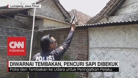Diwarnai Tembakan, Pencuri Sapi Dibekuk