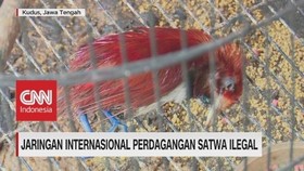 Jaringan International Perdagangan Satwa Ilegal