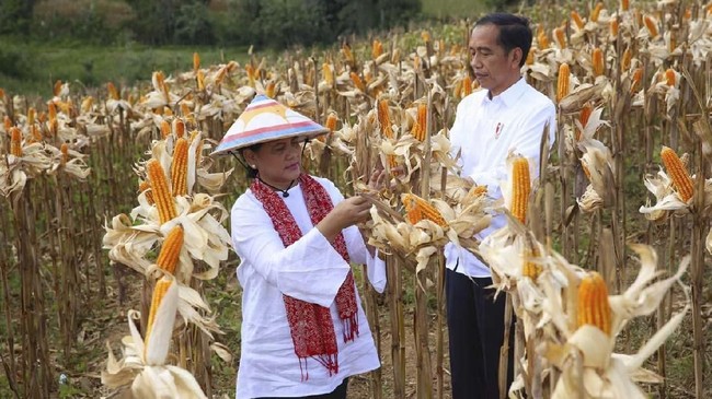 Presiden Jokowi optimis Indonesia bisa berhenti impor jagung, sebagaimana beras yang sudah menjadi bagian dari swasembada pangan negara.