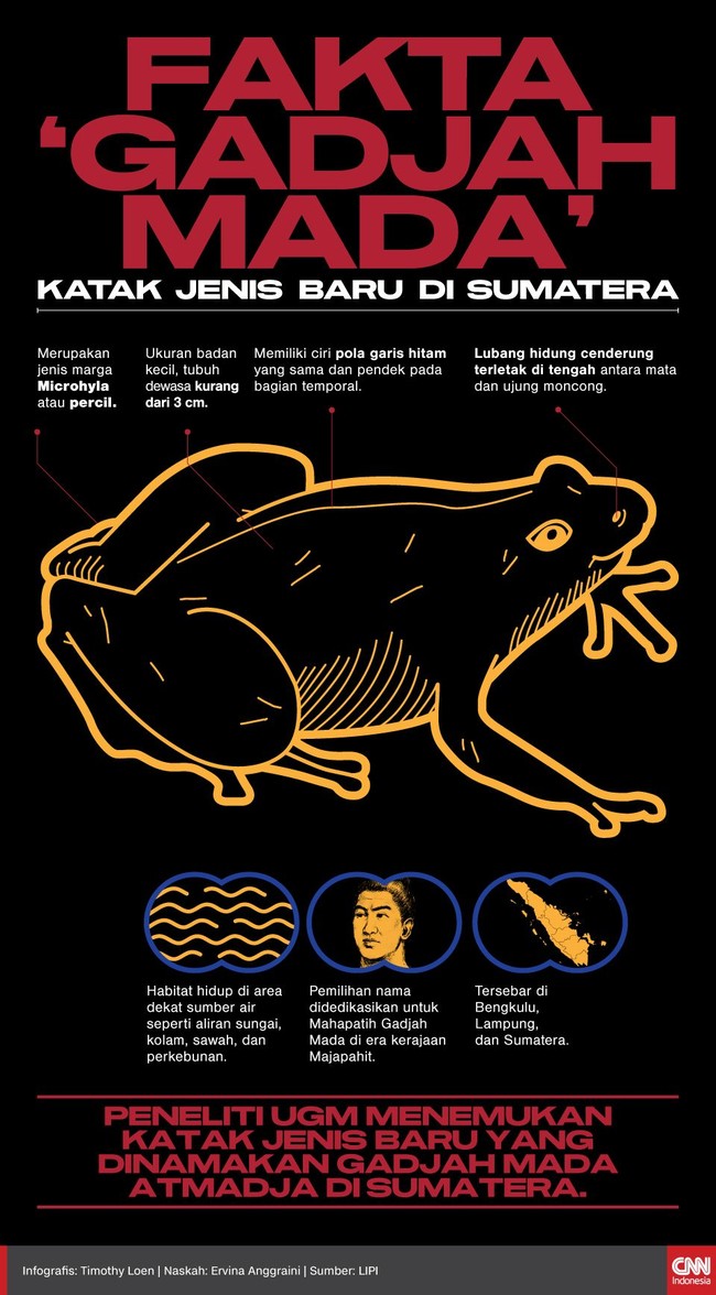 Peneliti UGM menemukan katak jenis baru yang dinamakan Gadjah Mada Atmadja di Sumatera.