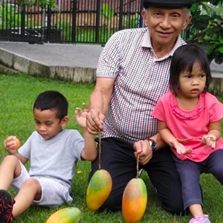 <p>Tak hanya dengan anak Hanum Rais, dengan cucu dari anak lainnya pun cukup dekat. Amien mengajak mereka untuk memanen mangga yang sudah ranum nih. Wah tampaknya lezat banget ya. (Foto: Instagram @hanumrais)</p>