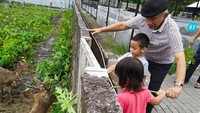 <p>Enggak cuma berkebun, rupanya Amien pun mengajak para cucunya melihat rusa. Amien dengan sabar menuntun mereka dan mengajari memberinya makanan dengan dau pepaya. (Foto: Instagram @hanumrais)</p>