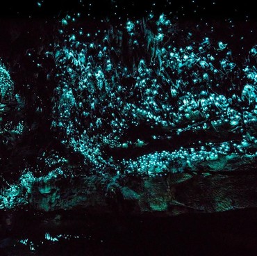 Mengulik Fakta soal Cacing yang Bisa Memancarkan Cahaya Saat Gelap