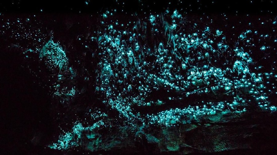 Gua Glowworm di Waitomo, Selandia Baru Gua Glowworm di Waitomo, Selandia Baru. Ada spesies cacing yang bisa menyala