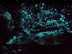 Mengulik Fakta soal Cacing yang Bisa Memancarkan Cahaya Saat Gelap