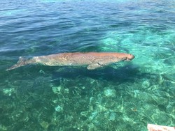 Mengenal Spesies Dugong dan Populasinya yang Hampir Punah