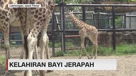 Kelahiran Bayi Jerapah Natalia