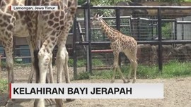 Kelahiran Bayi Jerapah Natalia