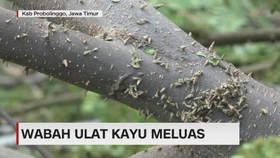 Wabah Ulat Kayu Meluas