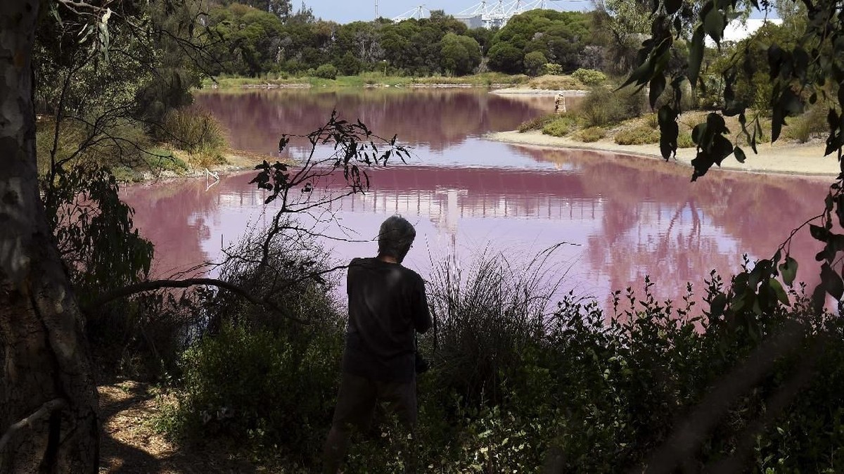 FOTO: Danau di Melbourne Mendadak Pink