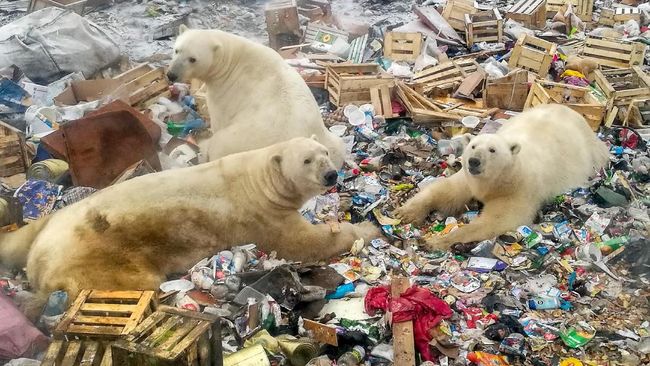 Pemanasan global akibat polusi industri dan rumah tangga membuat beruang kutub sulit mencari makanan di lautan, sehingga terpaksa berburu sampah.