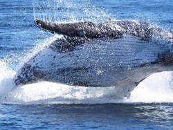 Apa yang Menyebabkan Nabi Yunus Ditelan Ikan Paus?