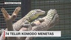 74 Telur Komodo Menetas di KBS