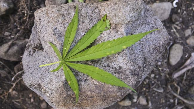 Penelitian terbaru menemukan konsumsi ganja dalam tingkat tertentu meningkatkan risiko gangguan psikotik.